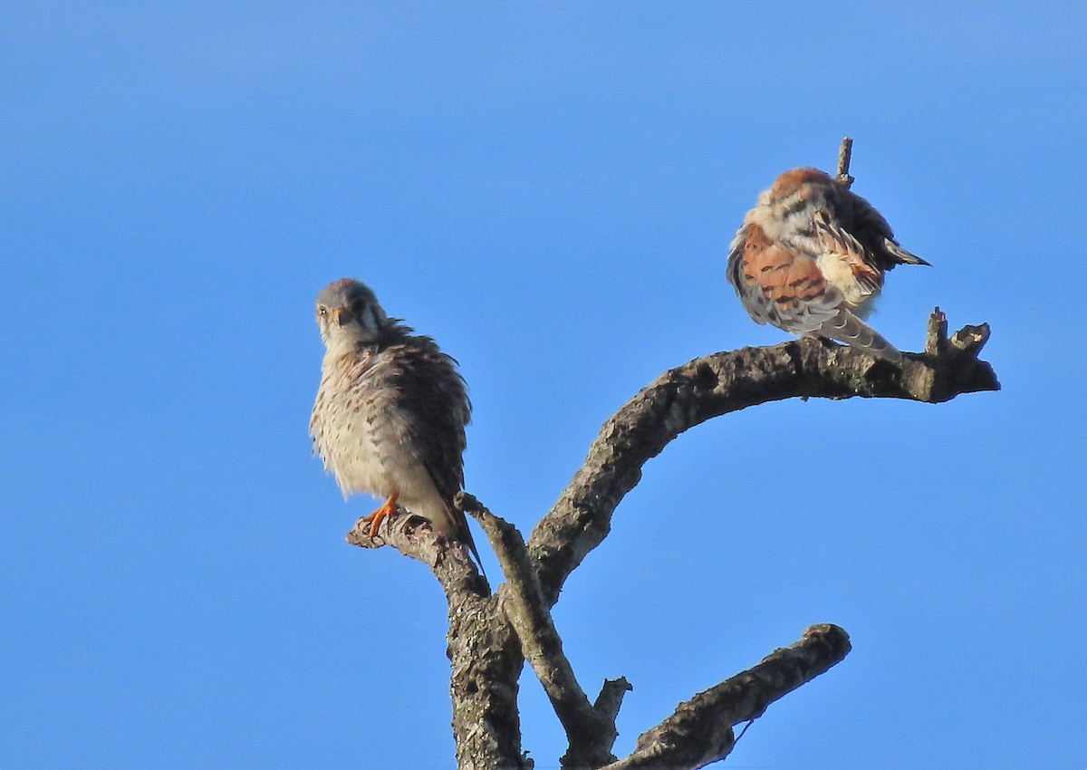 American Kestrel - ML257422451