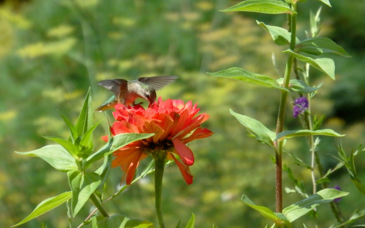 Colibri à gorge rubis - ML257424251