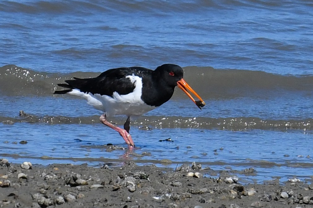 Eurasian Oystercatcher - Maryse Neukomm