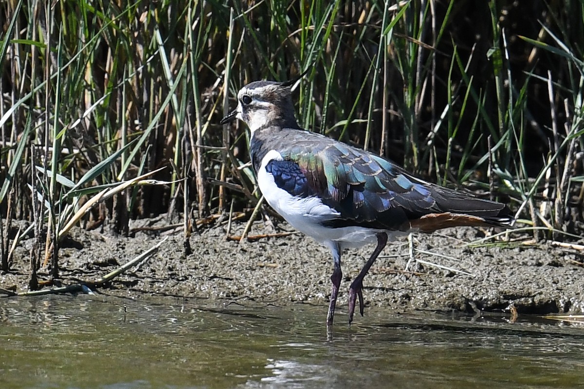 Northern Lapwing - Maryse Neukomm