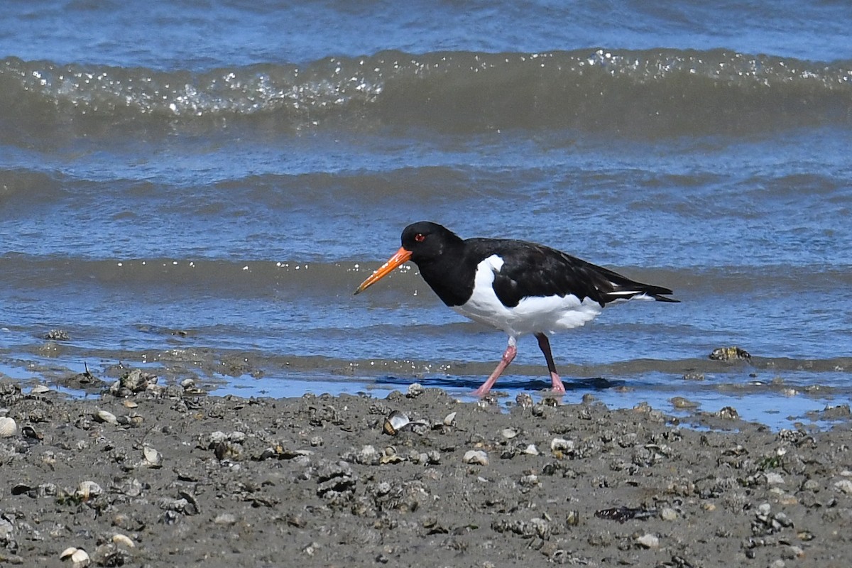 Eurasian Oystercatcher - Maryse Neukomm