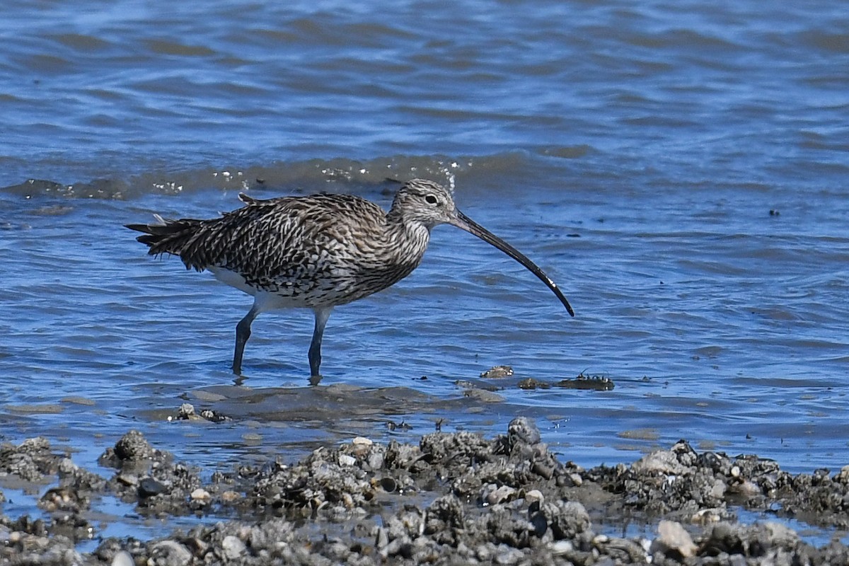 Eurasian Curlew - ML257425271