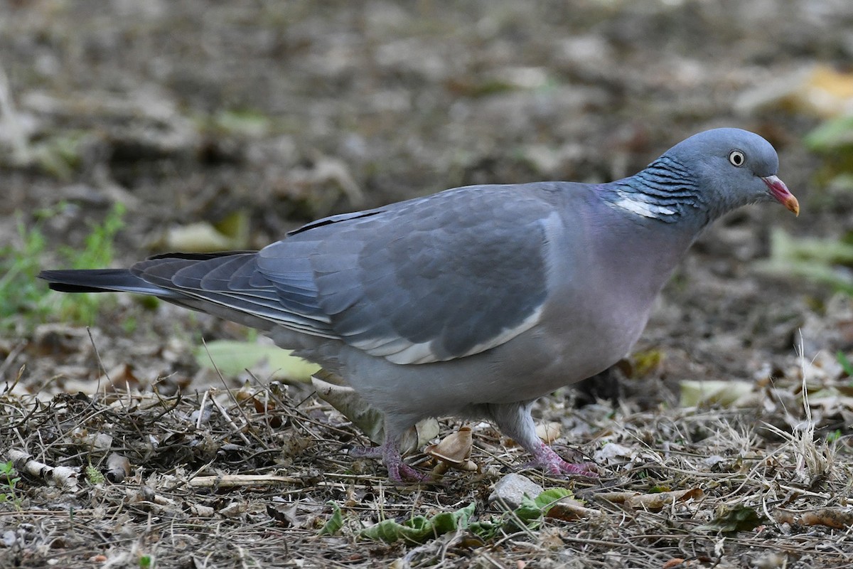 Common Wood-Pigeon - Mehdi Dorostkar