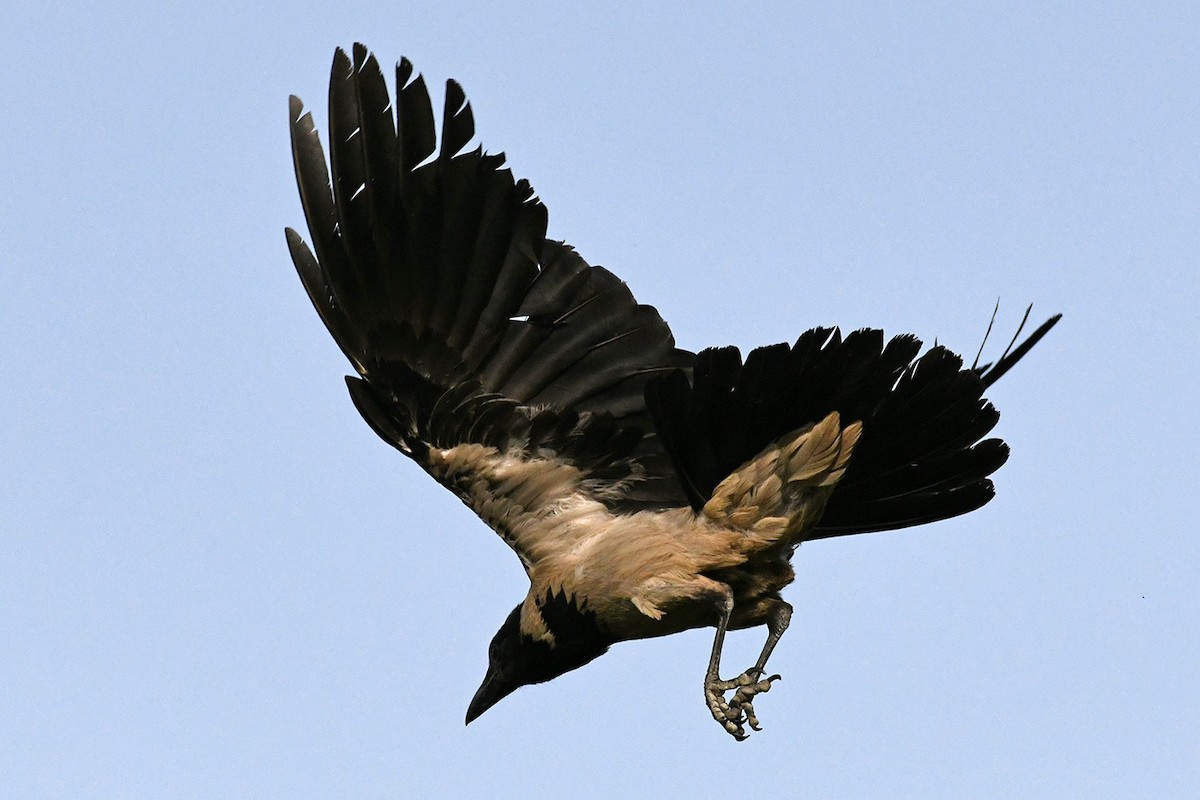 Hooded Crow - ML257426031