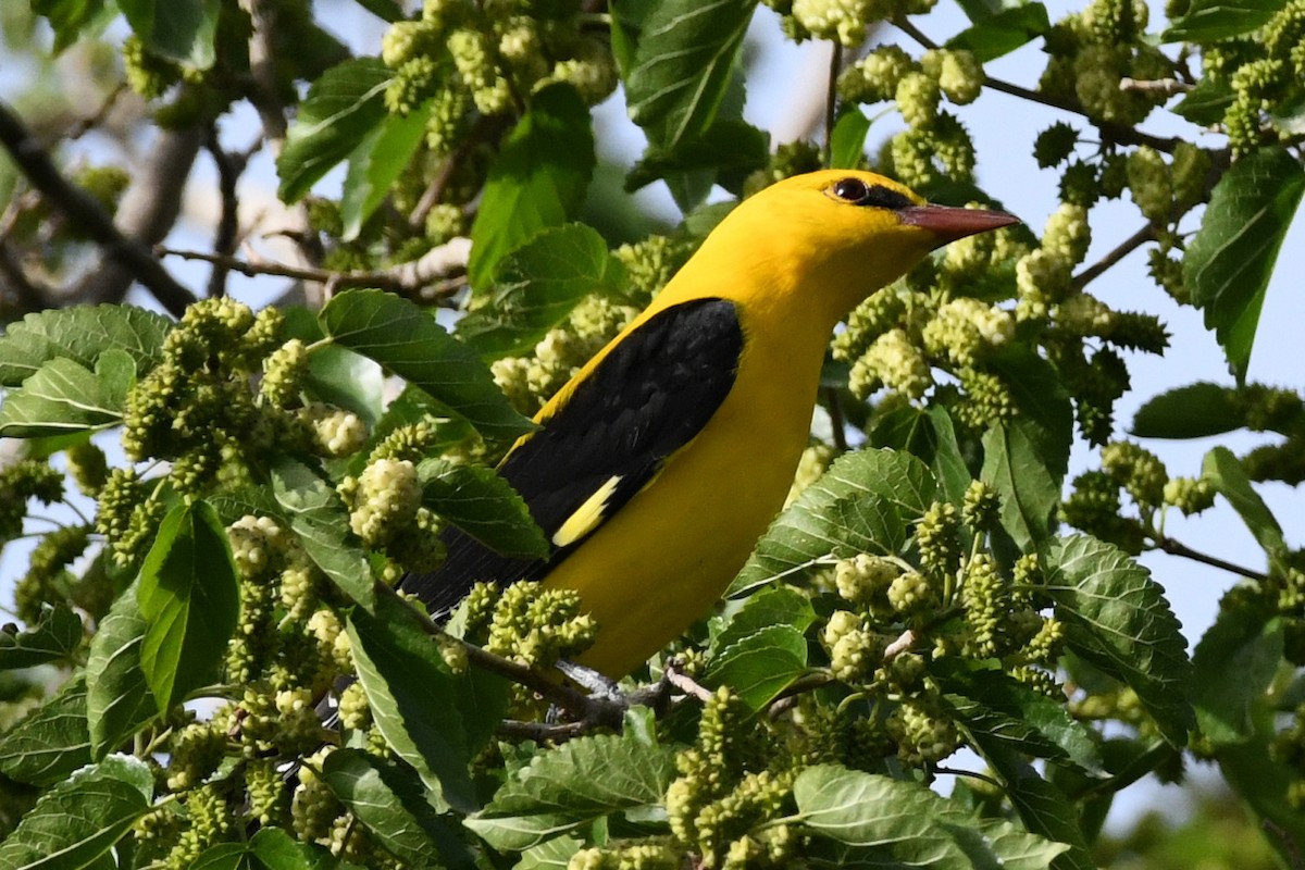 Eurasian Golden Oriole - Mehdi Dorostkar