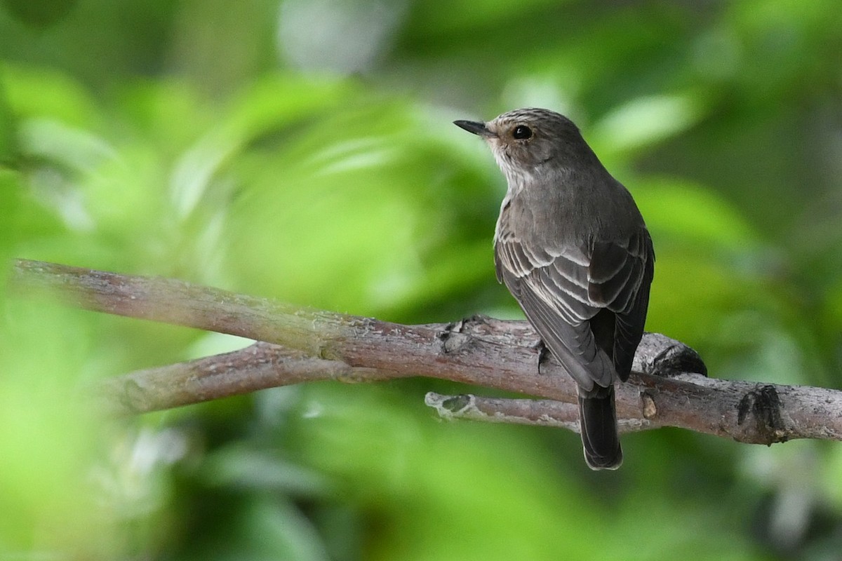 Spotted Flycatcher - Mehdi Dorostkar