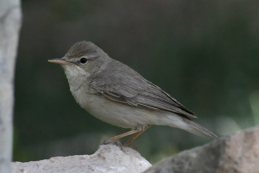 Eastern Olivaceous Warbler - Mehdi Dorostkar