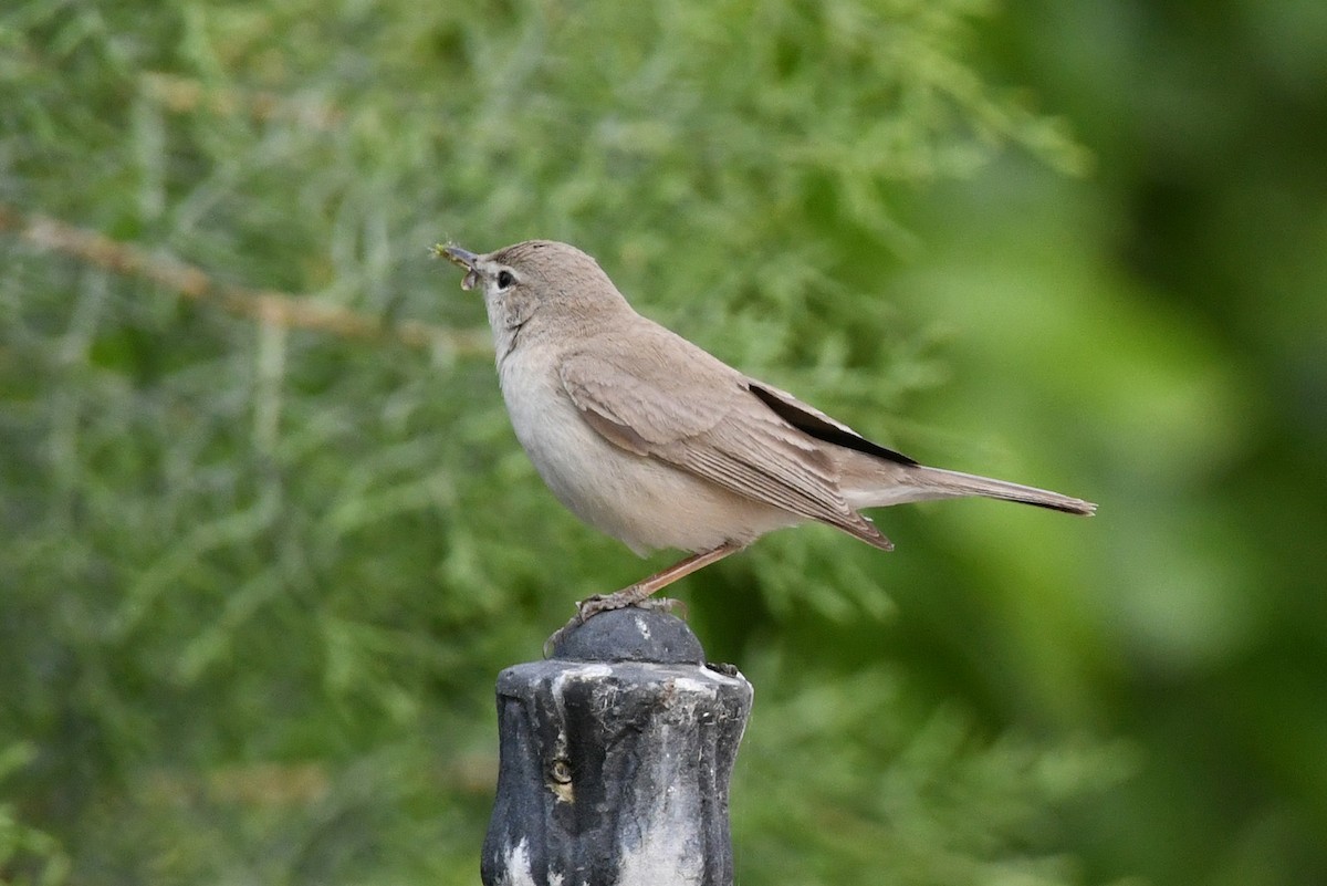 Eastern Olivaceous Warbler - ML257426611