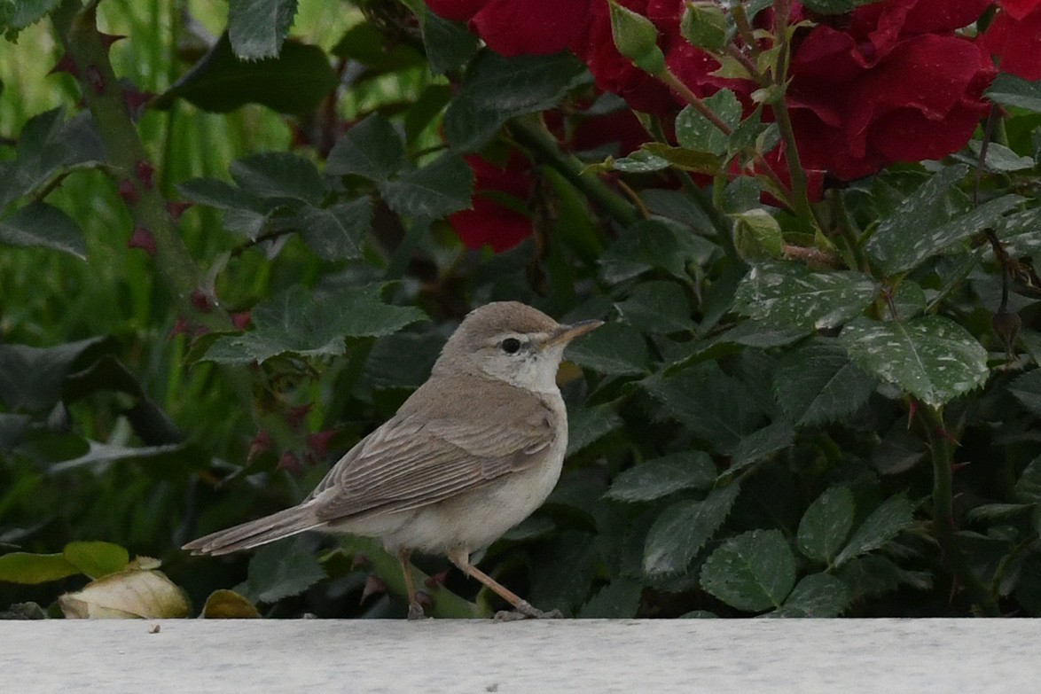 Eastern Olivaceous Warbler - ML257426621