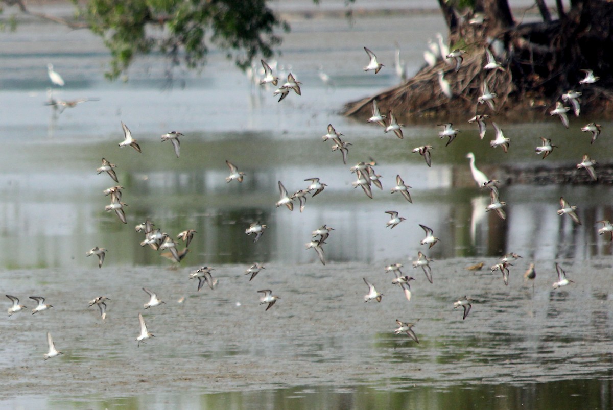 Temminck's Stint - ML25742671