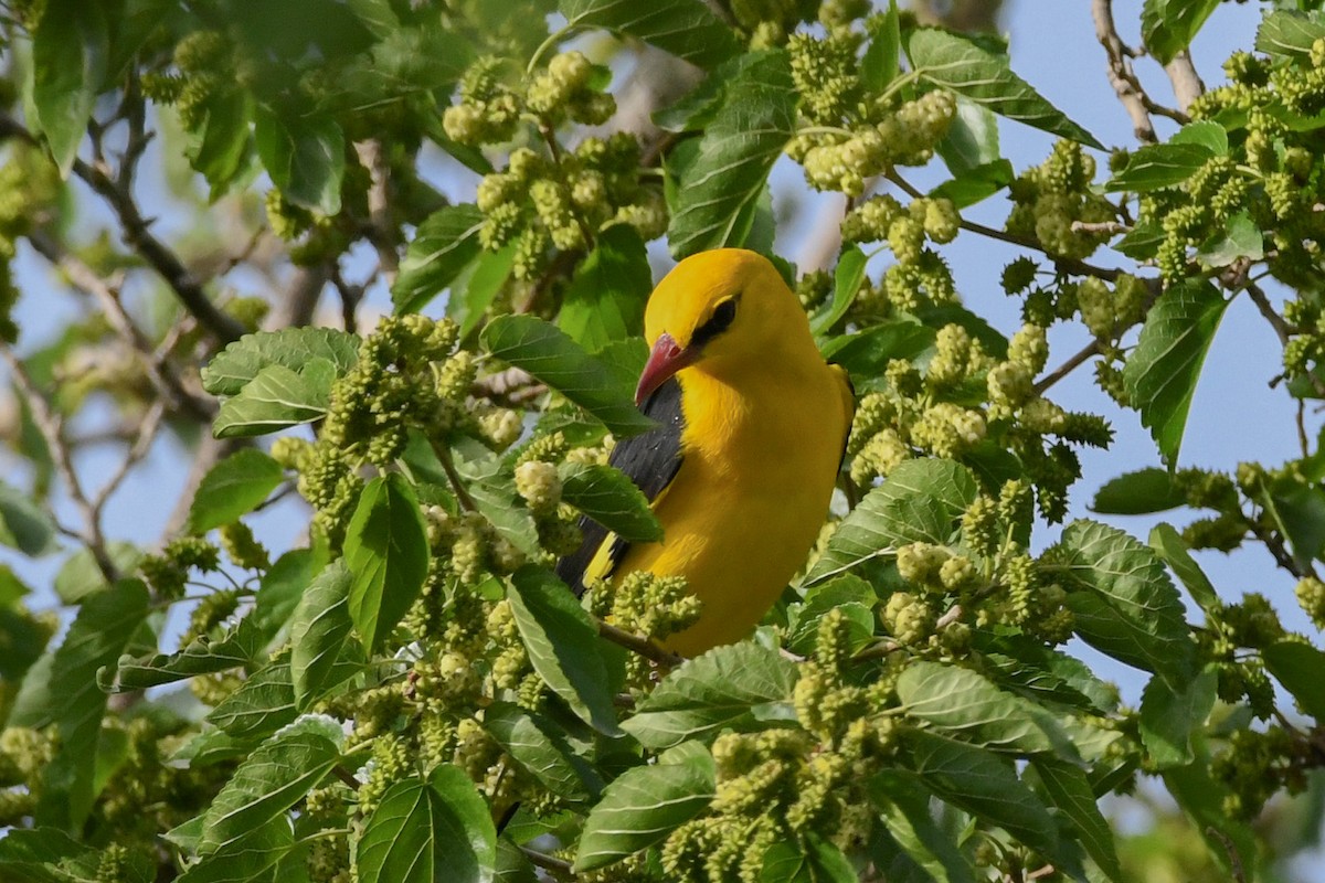 Eurasian Golden Oriole - Mehdi Dorostkar