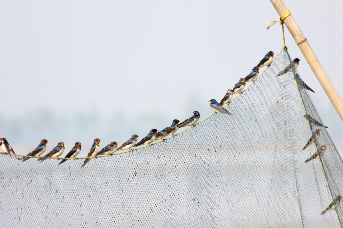 Barn Swallow - ML25742741