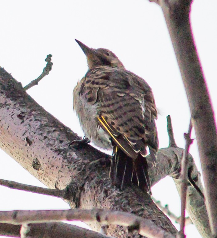 Northern Flicker - ML257430081