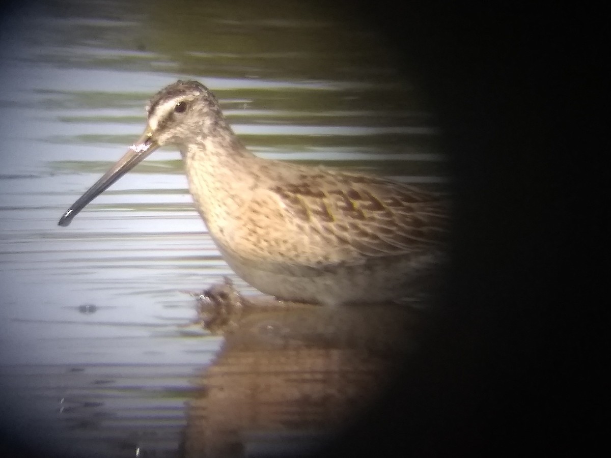 Short-billed Dowitcher - ML257433071