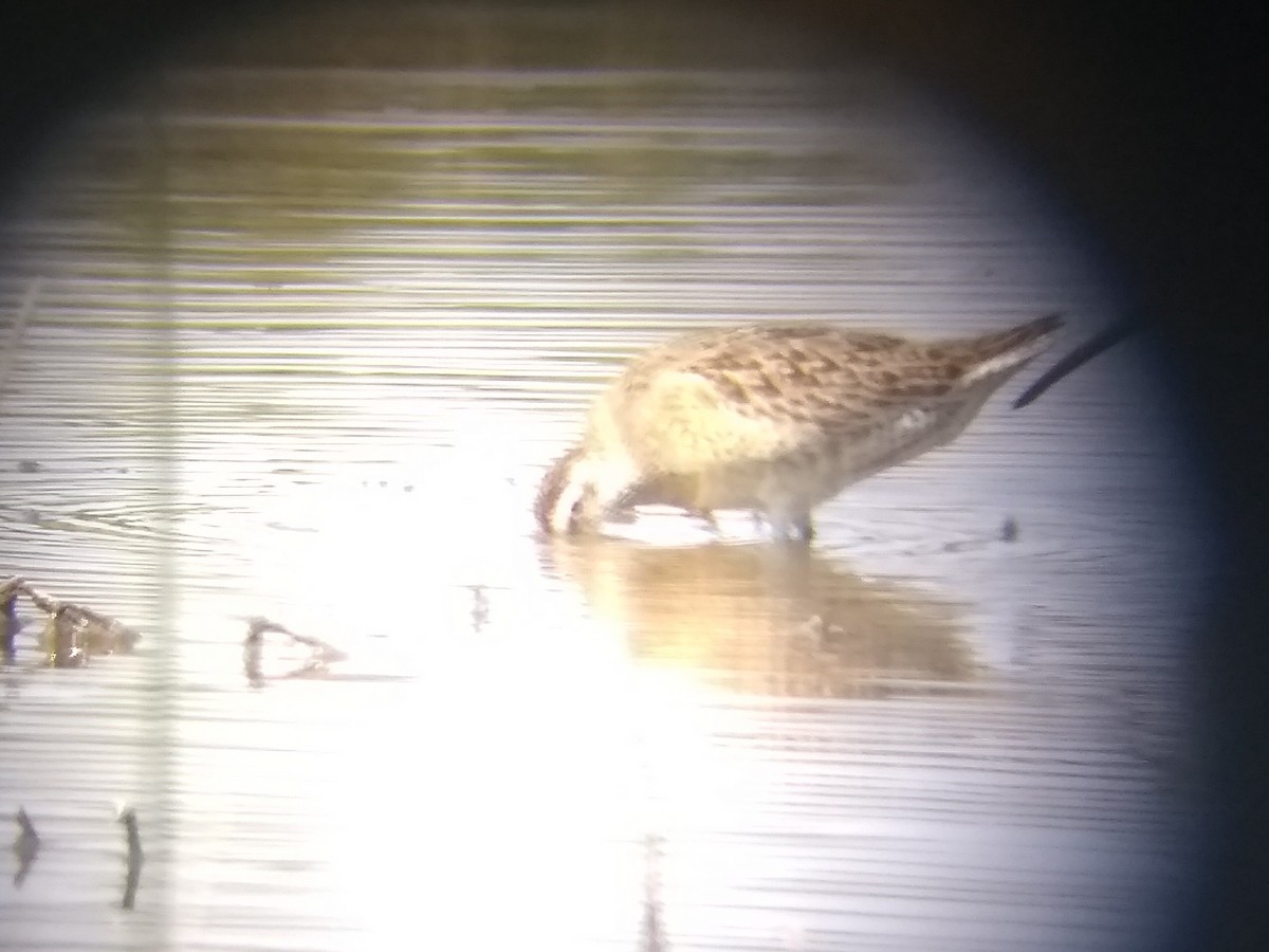 Short-billed Dowitcher - ML257433081