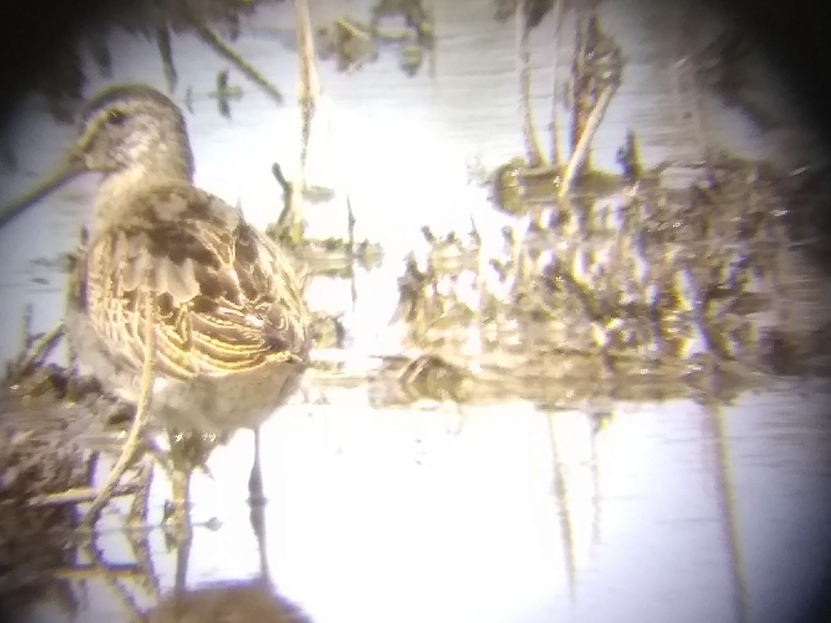 Short-billed Dowitcher - ML257433091