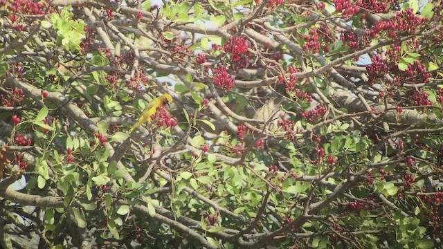 Spectacled Weaver - ML257434161