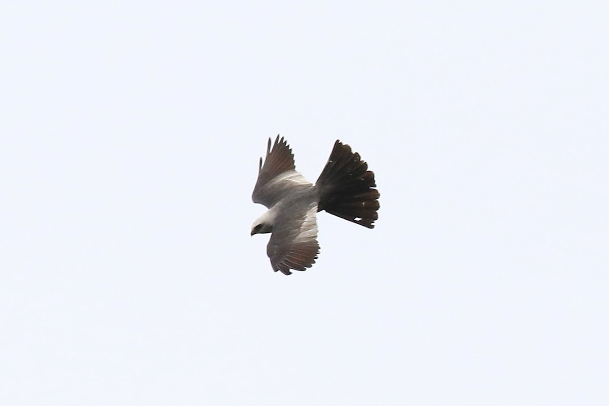Mississippi Kite - ML257435321