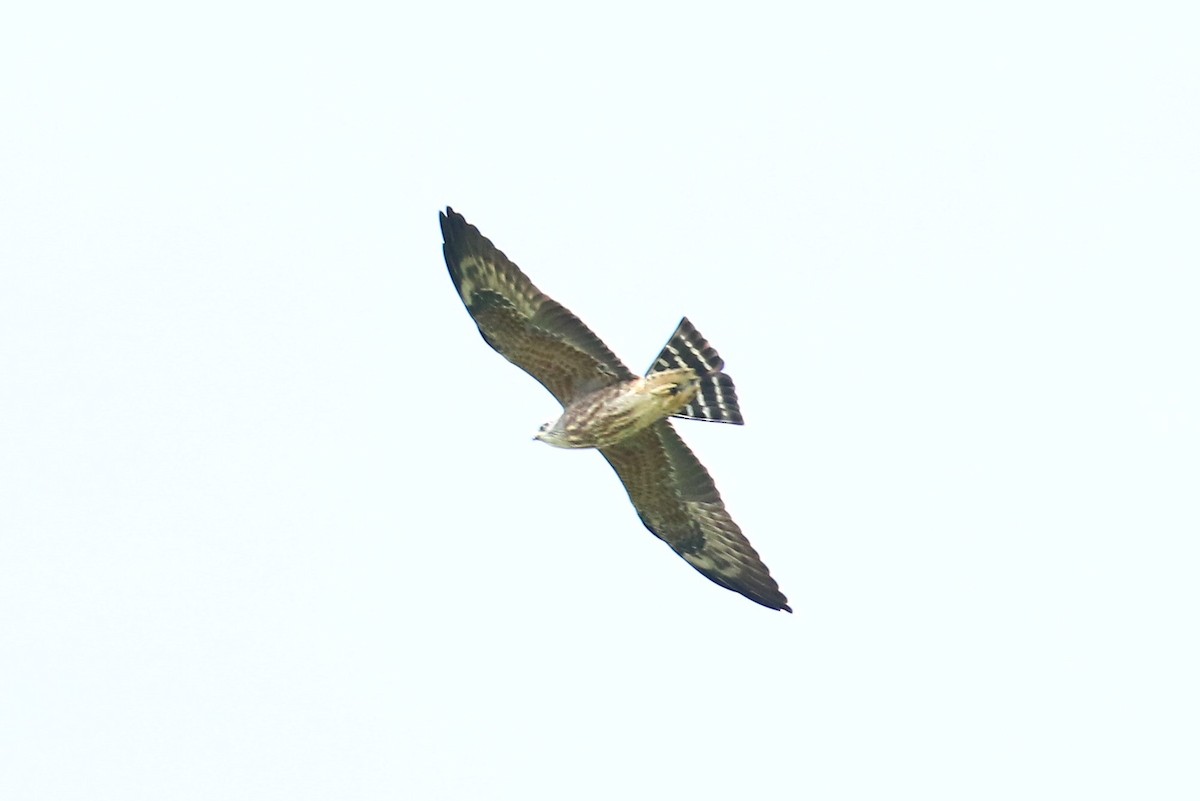 Mississippi Kite - ML257435331