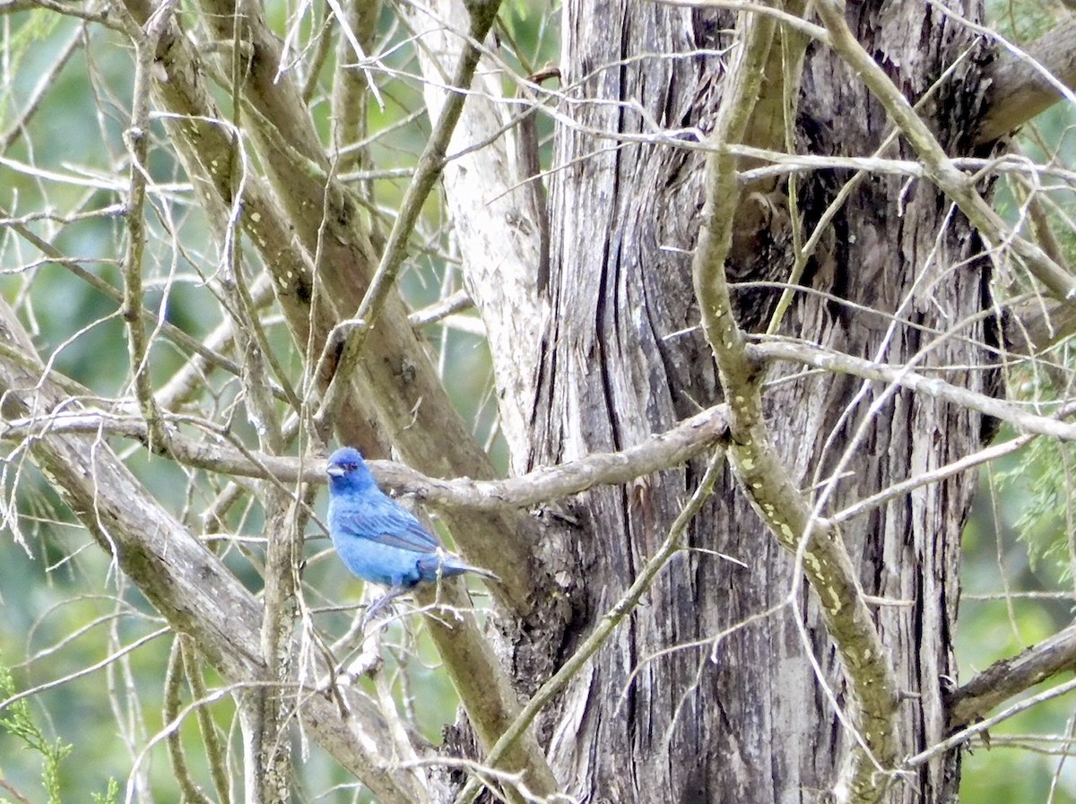 Indigo Bunting - ML257435441