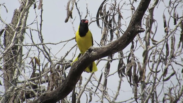 African Black-headed Oriole - ML257435651