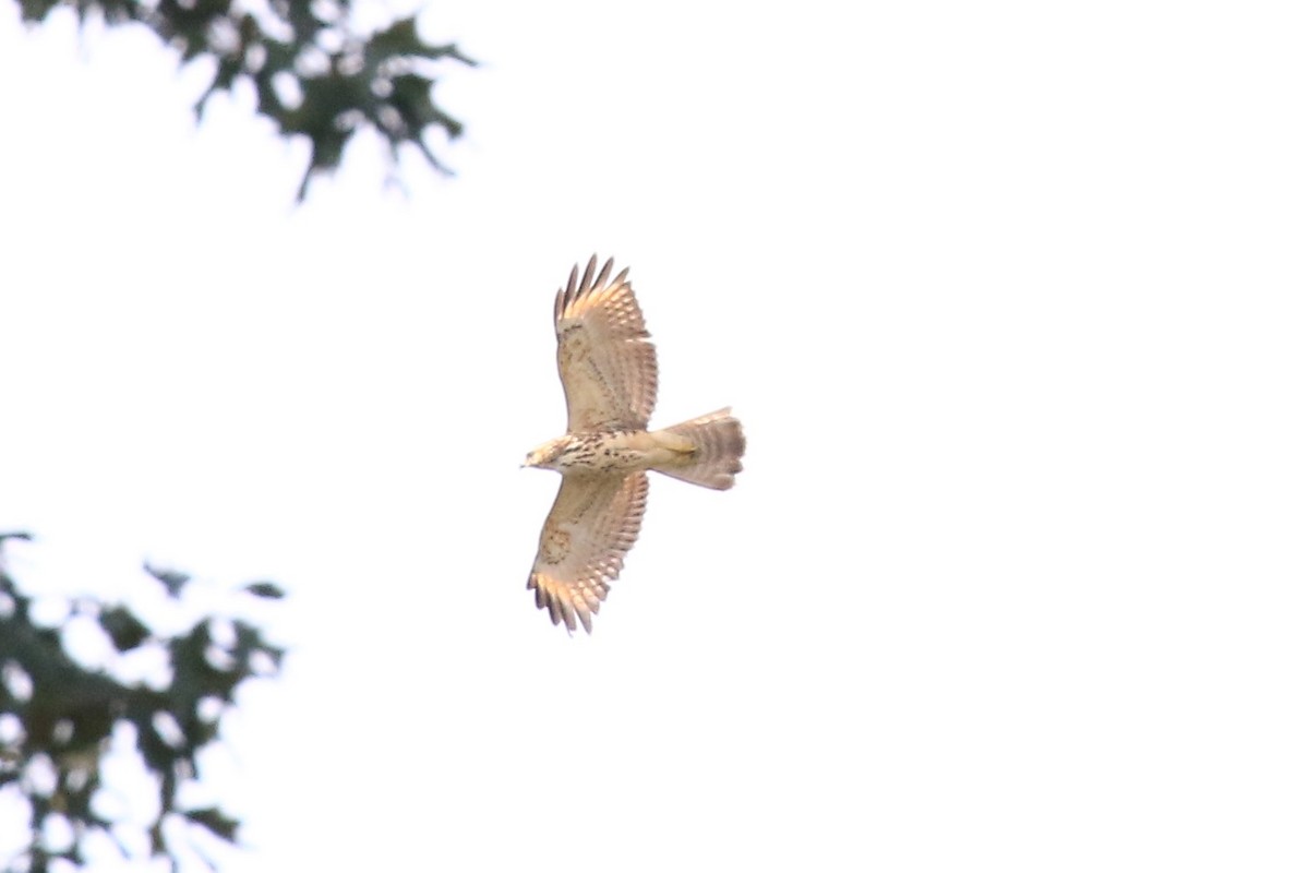 Red-shouldered Hawk - ML257437701