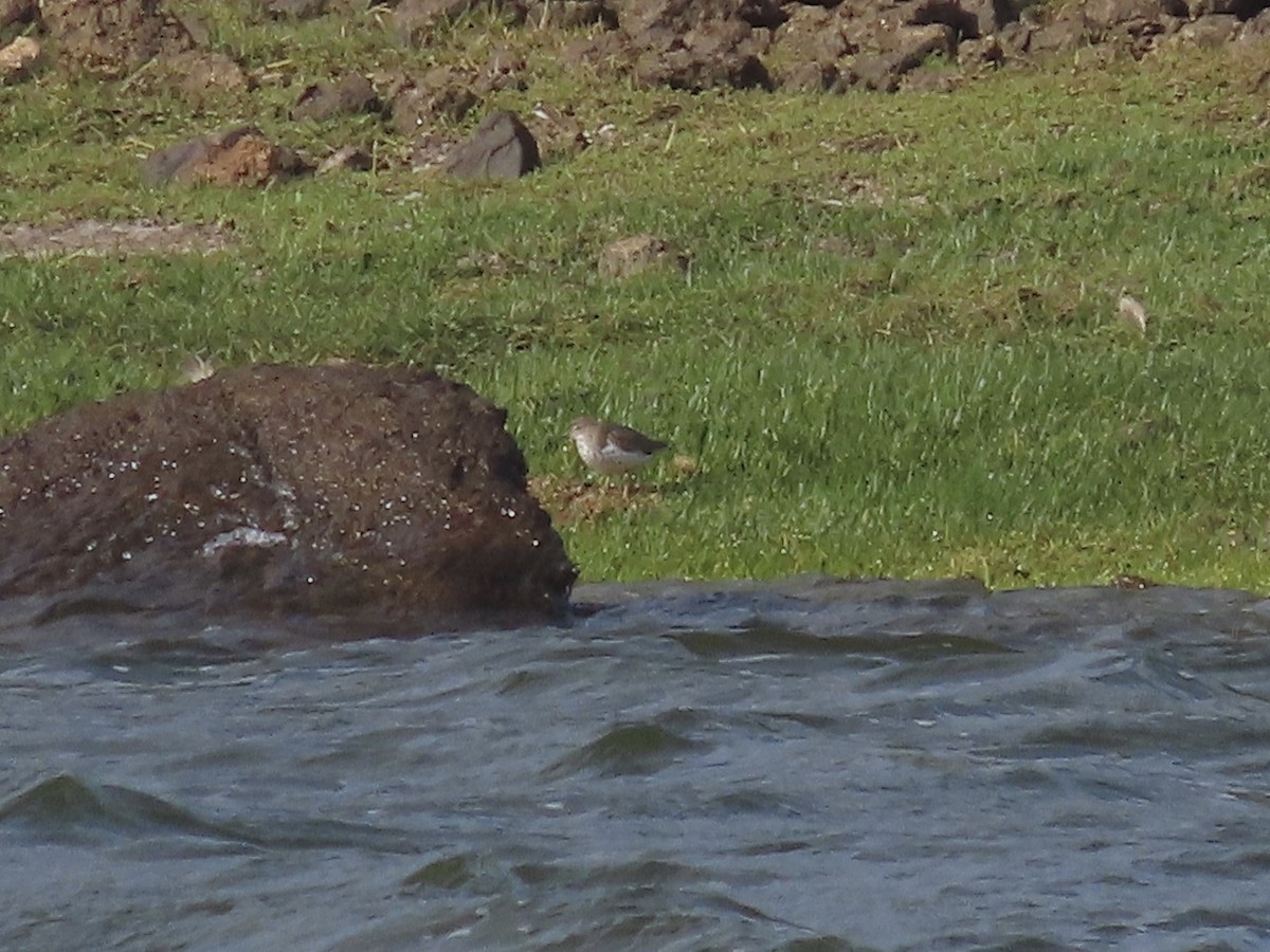 Spotted Sandpiper - David Campbell