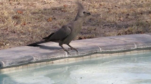 Gray Go-away-bird - ML257438941