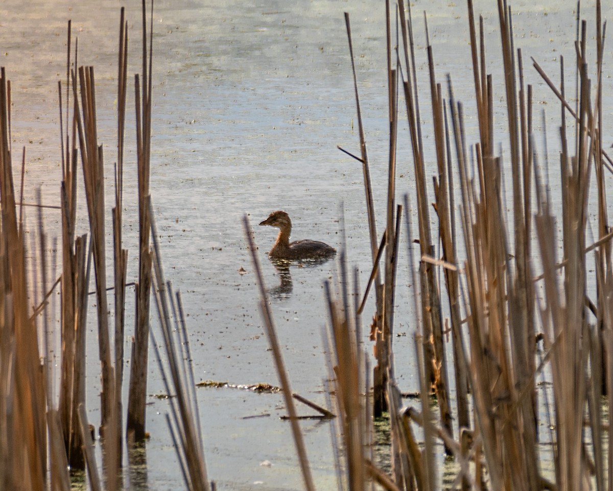 Pied-billed Grebe - ML257439741