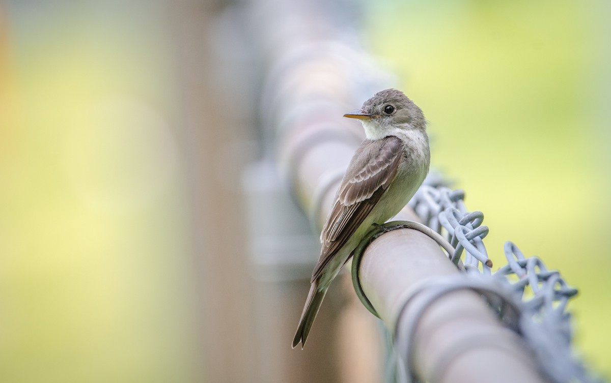 Eastern Wood-Pewee - Vasura Jayaweera