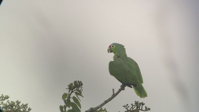 Red-lored Amazon - ML257441121