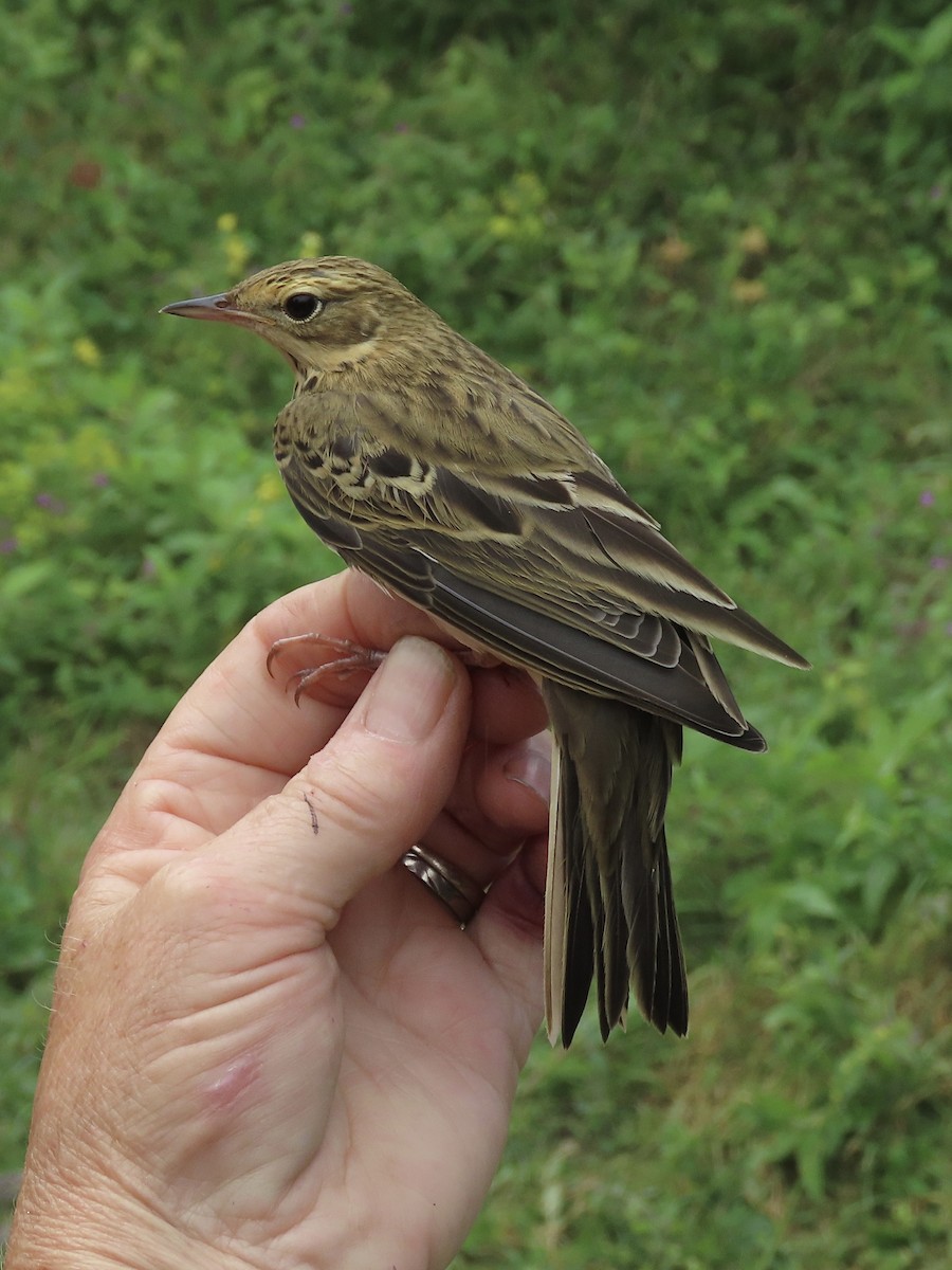 Tree Pipit - David Campbell
