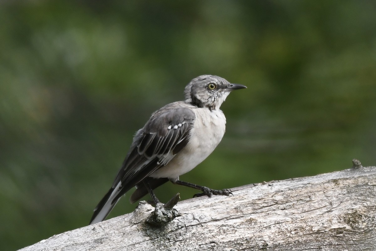 Northern Mockingbird - ML257441471