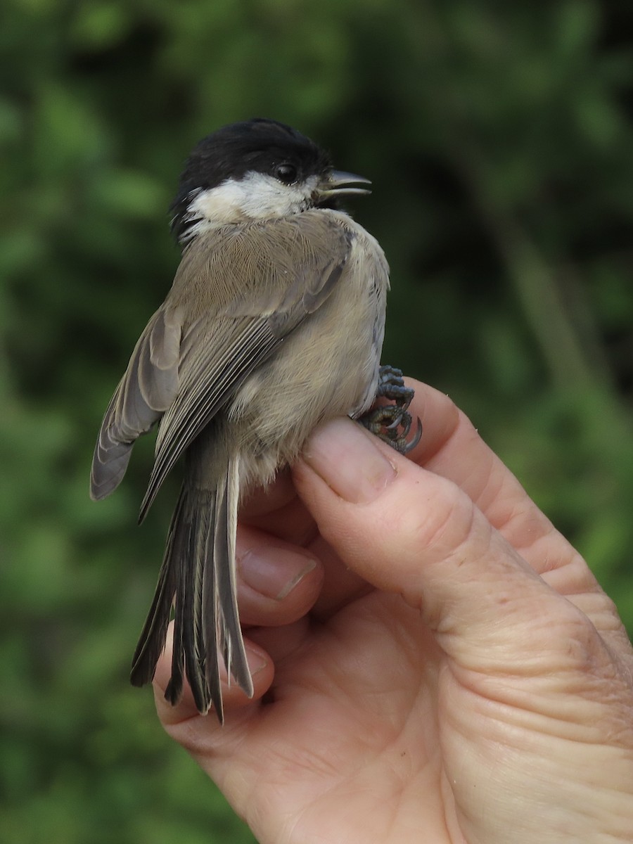 Marsh Tit - David Campbell