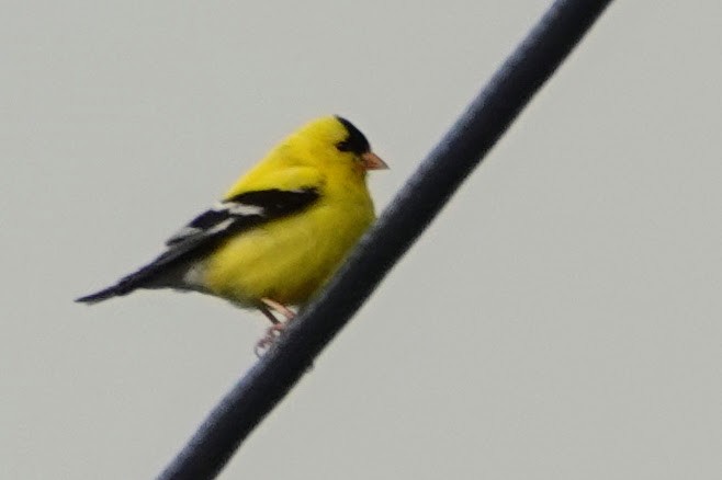 American Goldfinch - ML257441541