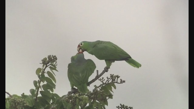 Red-lored Amazon - ML257442961