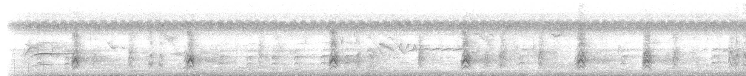 Great-tailed Grackle - ML257443271