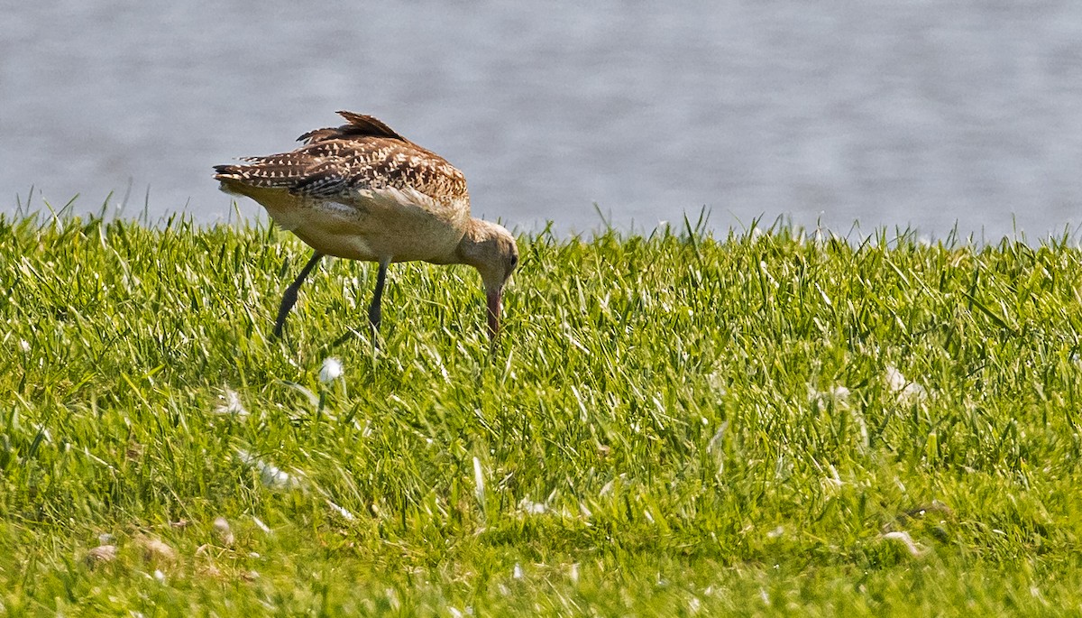 Marbled Godwit - ML257445601