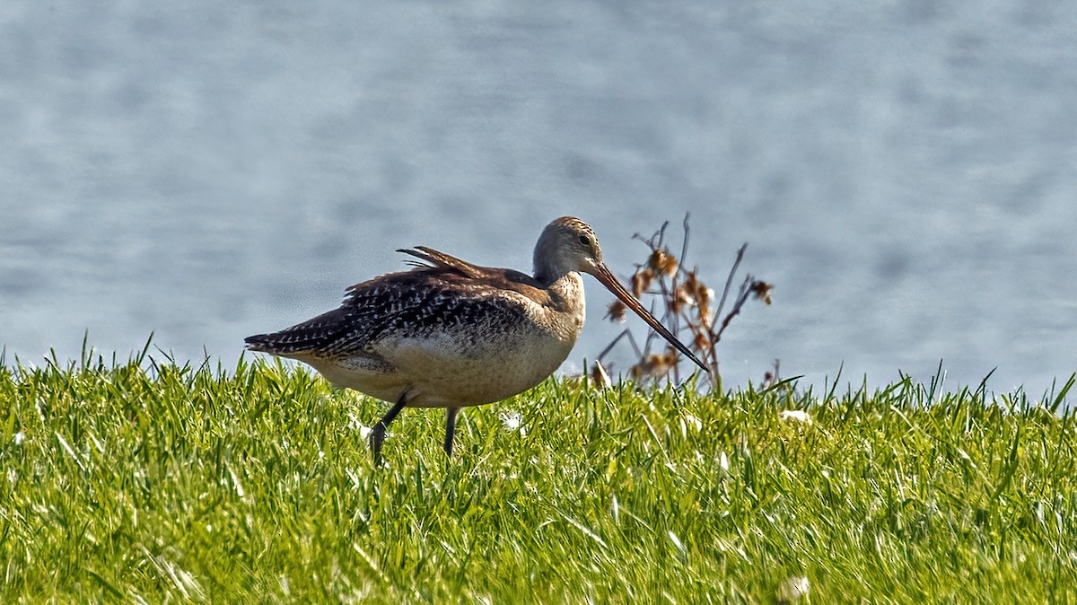 Marbled Godwit - ML257445861