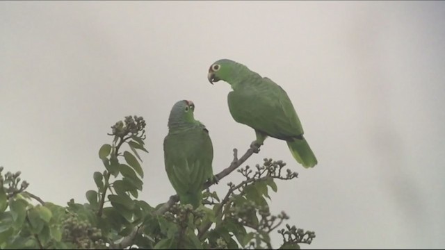 Red-lored Amazon - ML257446901