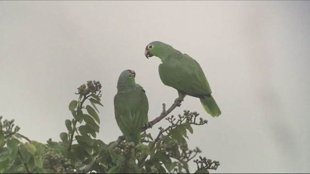 キホオボウシインコ - ML257446901