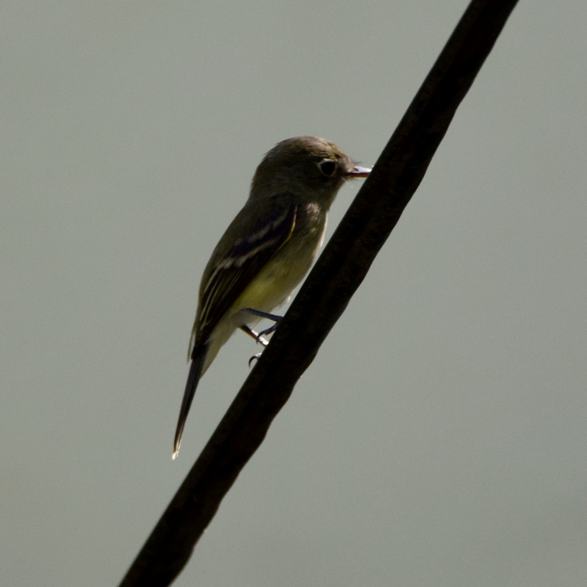 Least Flycatcher - ML257447401