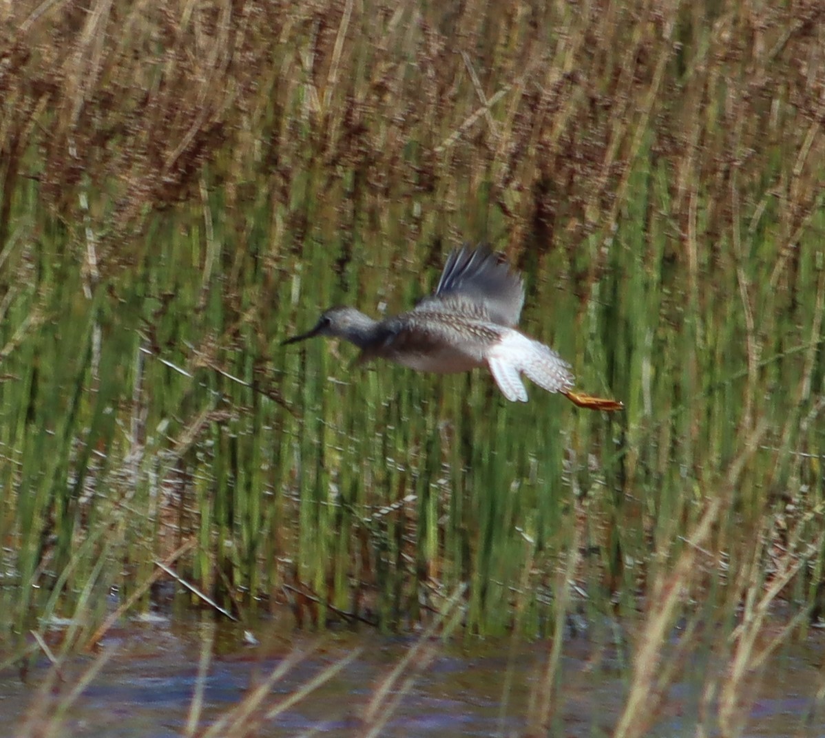 Lesser Yellowlegs - ML257447431