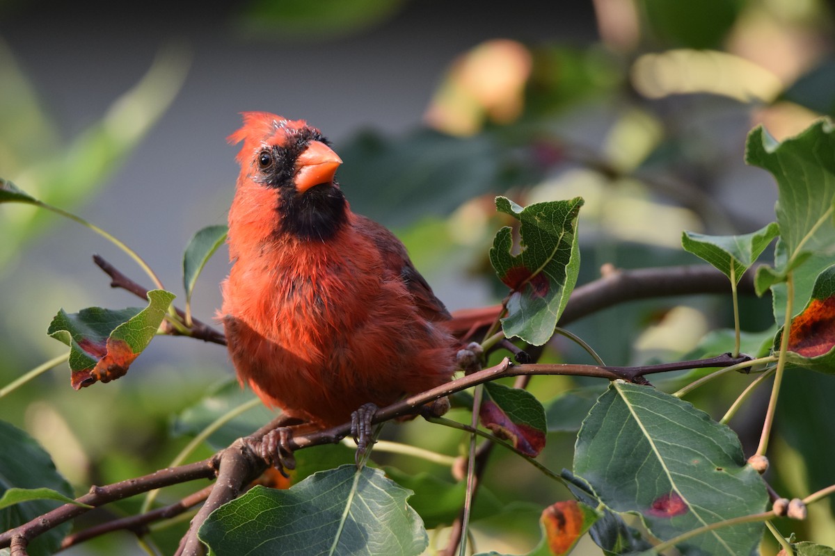 Northern Cardinal - ML257447871