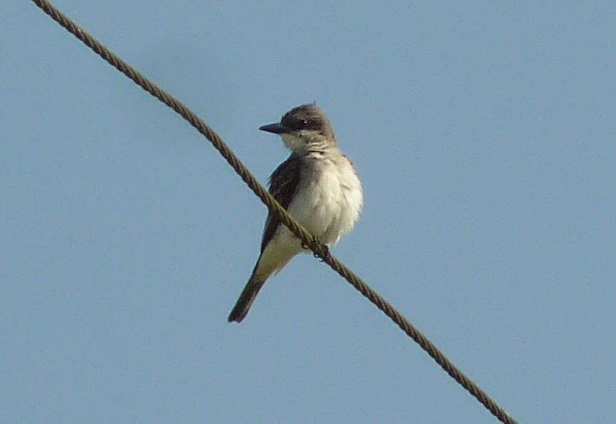 Gray Kingbird - ML25744841