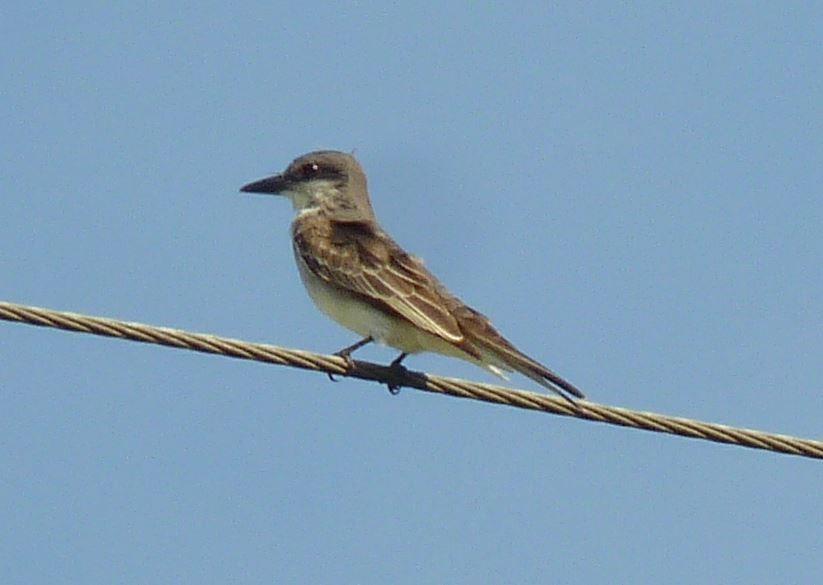 Gray Kingbird - Bill Pranty