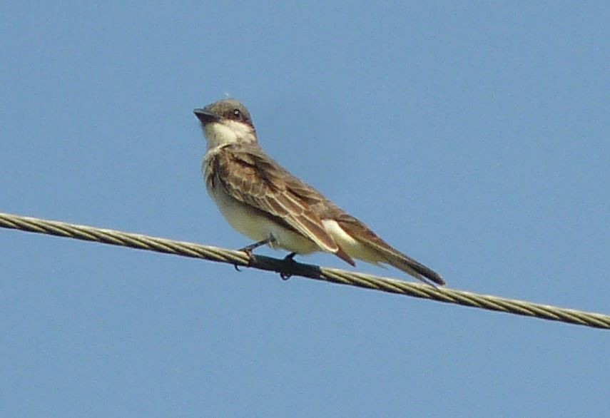 Gray Kingbird - ML25744881