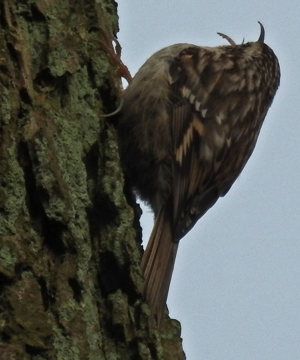 Short-toed Treecreeper - ML25744991