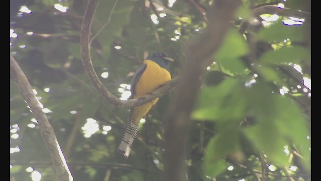 Northern Black-throated Trogon - ML257449931