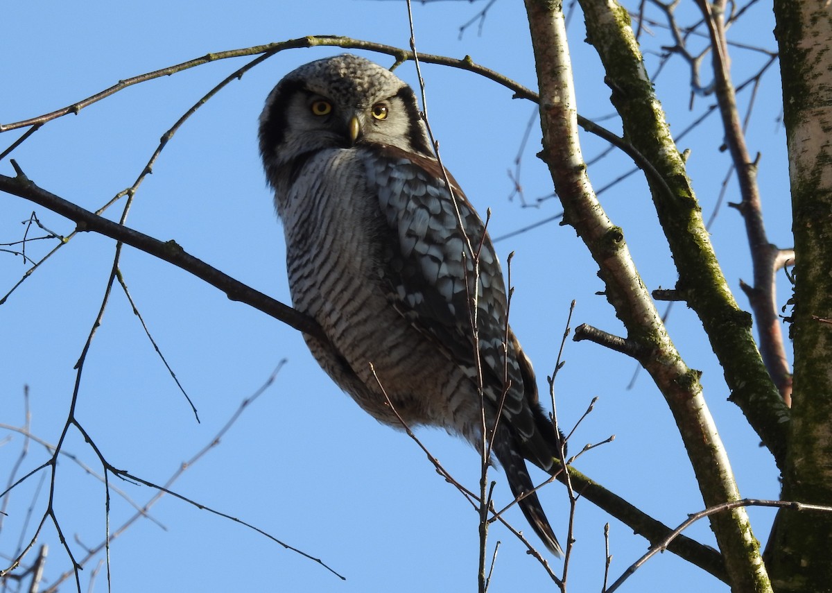 Northern Hawk Owl - ML25745031